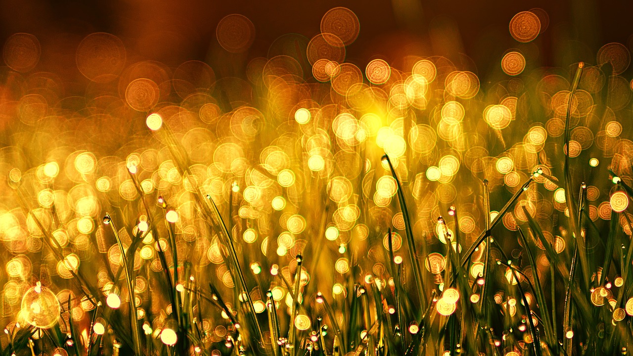 grass, meadow, hd wallpaper, dew, bokeh, 4k wallpaper, golden, dewdrops, raindrops, plants, field, nature, meadow, dew, bokeh, bokeh, nature background, golden, golden, nature wallpaper, golden, golden, beautiful nature, golden, field, nature